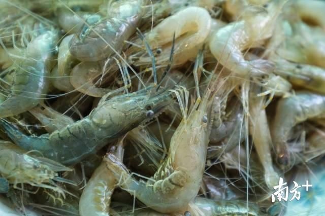 抓紧|假期尾巴抓紧吃!来肇庆品尝秋天第一口鲜吧