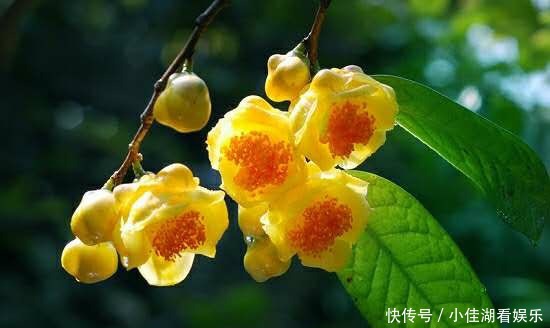 能开|20种秋天开花的植物,外出看到,记得拍照欣赏!