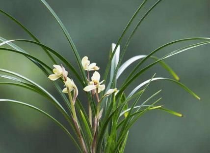  野花|农村常见的一种野花，观赏价值和药用价值都很高，了解下
