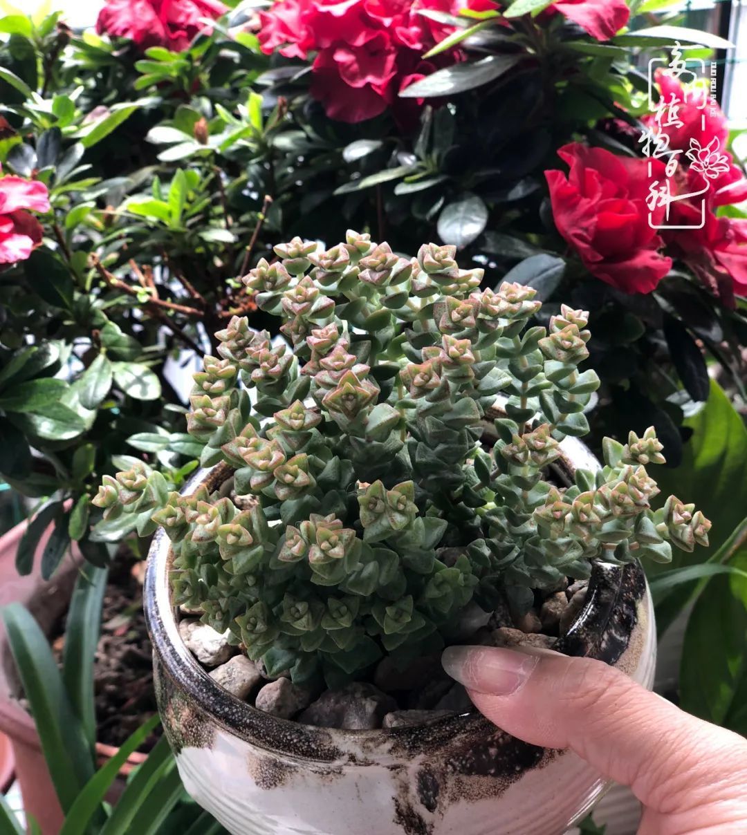  遇上|遇上多肉，遇上美好，情不知所起，一往而深！