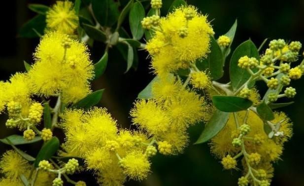 糖分|金合欢的药用不容小觑，帮助消化，控制身体的糖分！你一定要知道