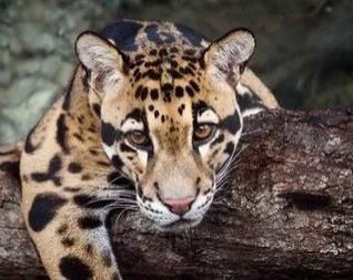  中国|高黎贡山 | 中国五星级观鸟胜地，你知道吗？