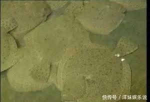 海鲜|海鲜大全, 你能认出多少