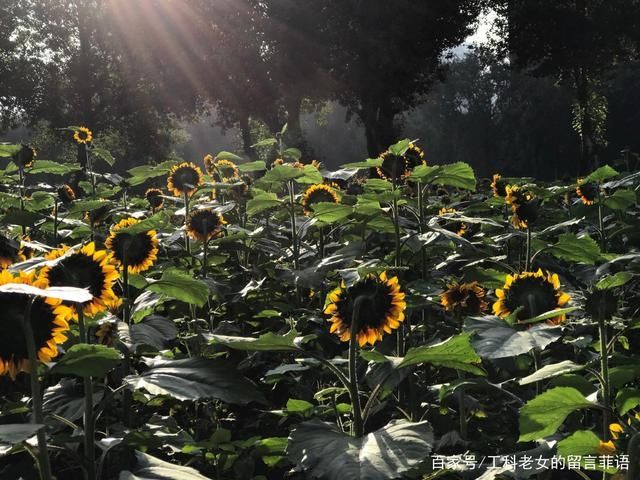 葵花|沈阳花讯通知：朵朵葵花向阳开