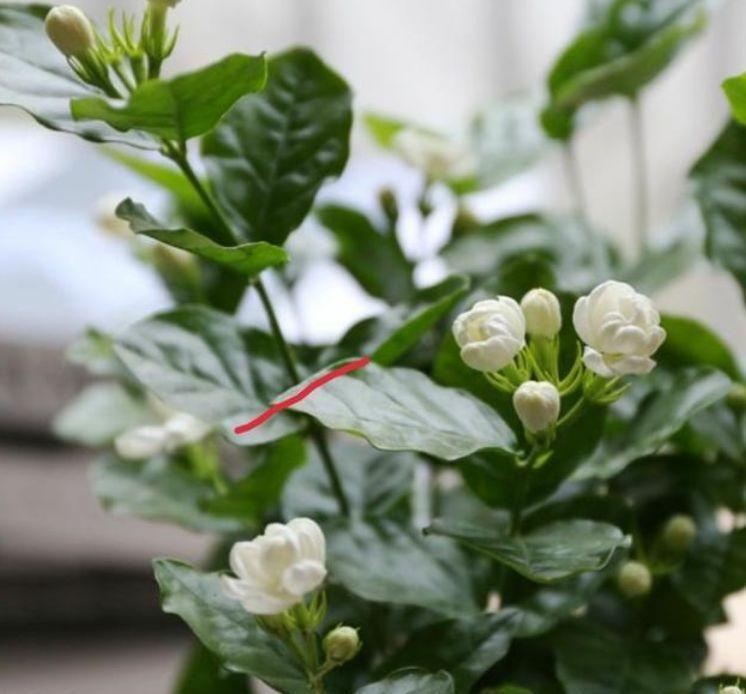 家里|3种花很耐养,家里养一盆,招财纳福好运来,日子越过越红火