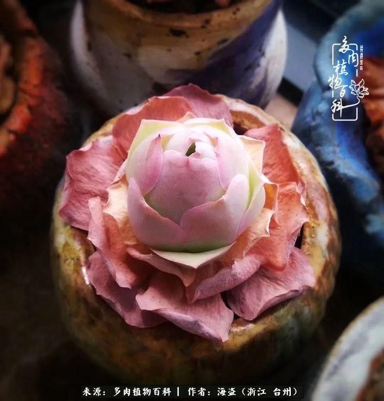  梅雨季|干货：高温高湿梅雨季，山地玫瑰养护提醒，帮你远离黑腐！