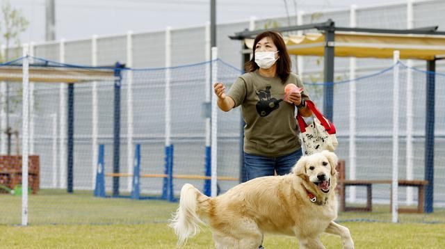  事件|遛狗不牵绳造成他人受伤或死亡，狗主人承担全部民事赔偿责任