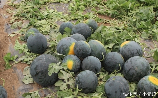 西瓜|曾经风靡一时的“黑皮西瓜”,为何现在很少见了?原因让人意外