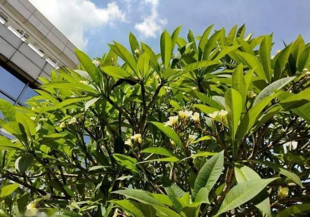  捧上天|鱼龙混杂？被手游党捧上天的新机真有那么香吗？