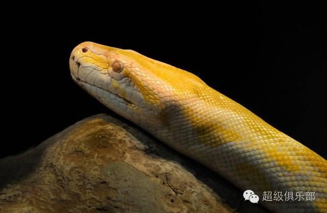 上山|命悬一线!贵州4岁男童上山采蘑菇,不幸被蛇咬伤