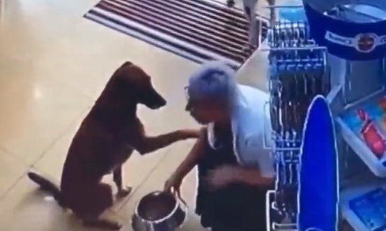 前爪受伤|受伤的狗狗自己跑到药店寻求帮助，在地上翻滚着感谢医生