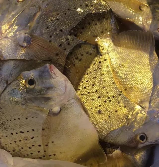 海鲜|世界上65种珍奇海鲜,贝爷都不敢说全部吃过,你吃过几种