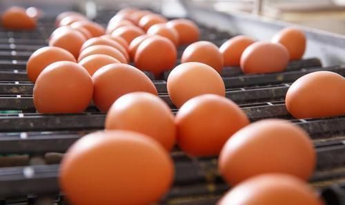 效果|鸡蛋别再放冰箱了,农村大妈教你一招,效果非常好,半年都不坏