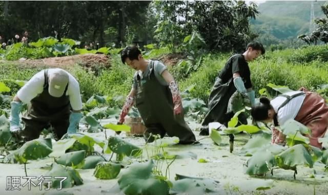  无奈|《向往的生活》嘉宾挖藕被吐槽作秀，官博无奈科普，没文化真可怕