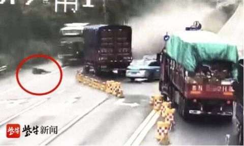  货车|迎面大货车失控撞过来，司机跳车逃生被碾压身亡