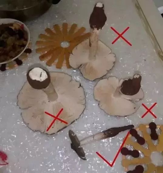  斗鸡|就问你晓得仁寿“斗鸡公”不？