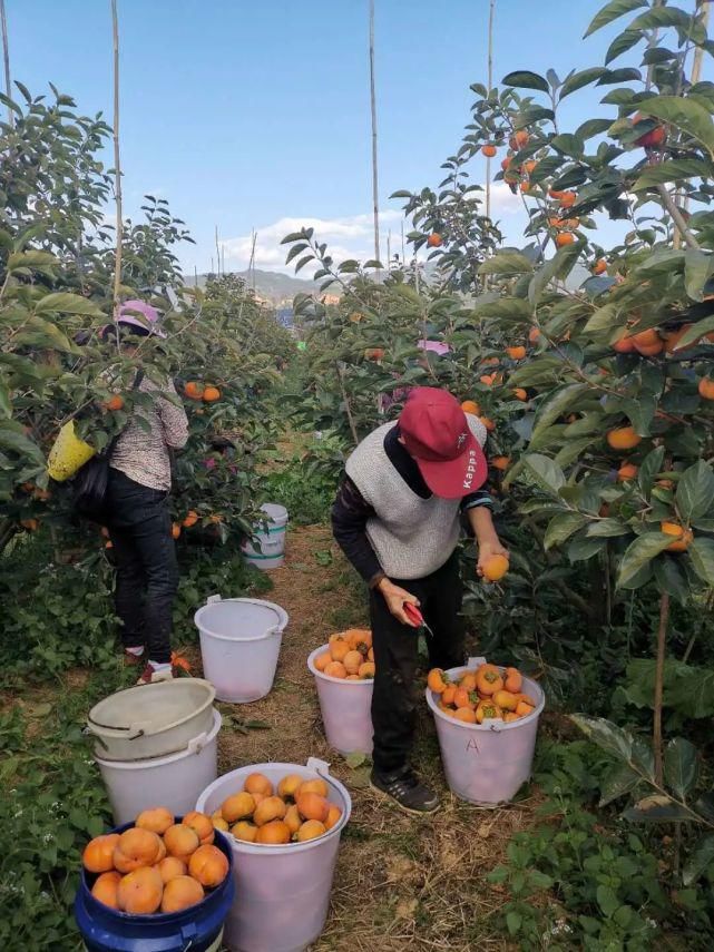 苹果|自带“冰糖心”的云南脆柿,爽似苹果,香甜不带涩