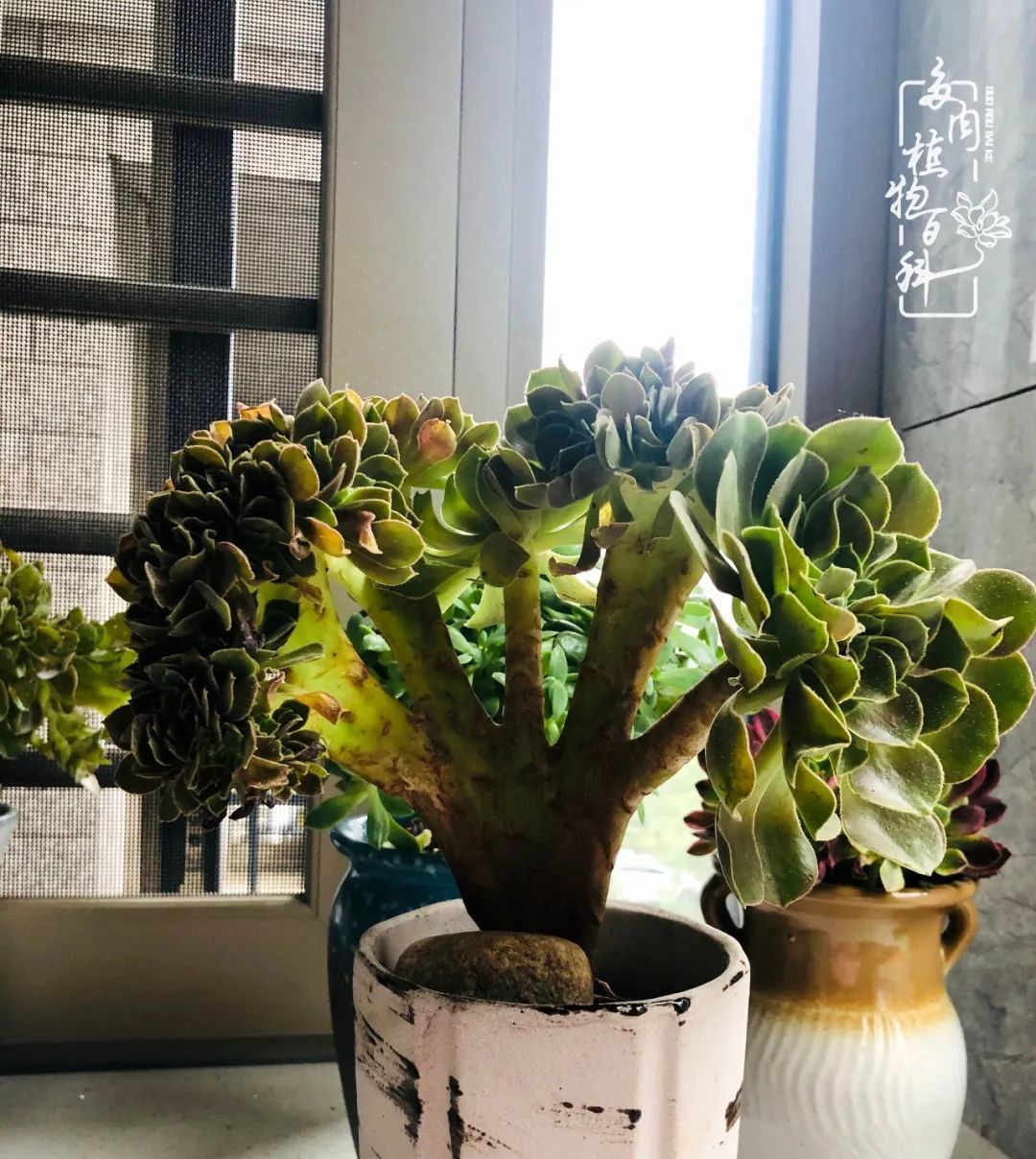  遇上|遇上多肉，遇上美好，情不知所起，一往而深！