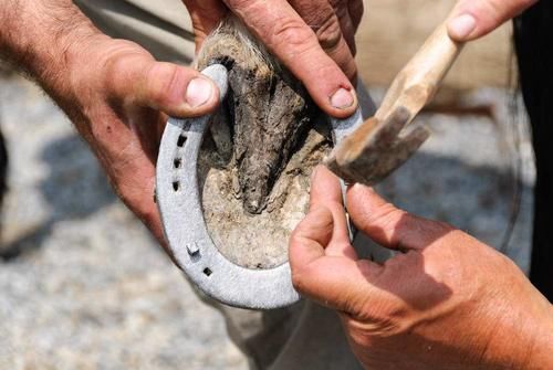  人类|为何马需要钉马掌？马疼不疼，怎么野马不用？
