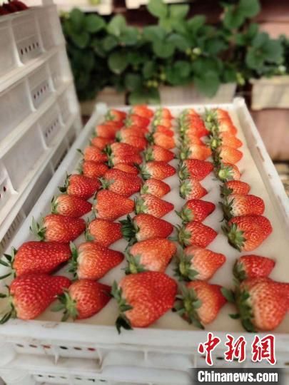 生产|“中国草莓第一县”如何炼成？