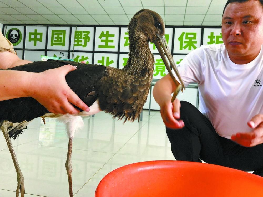 救治|翅膀受伤的小黑鹳落难山村田地间获得救治