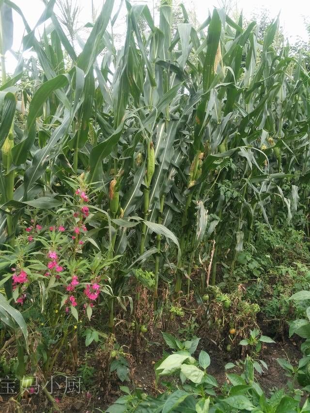 土豆|北方8口人的晚餐,半小时就上桌,一辈子吃不够,太香了