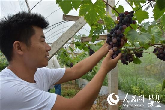 荣县|荣县退役军人辜光平返乡乐当村官 种地超百亩喜迎葡萄成熟时