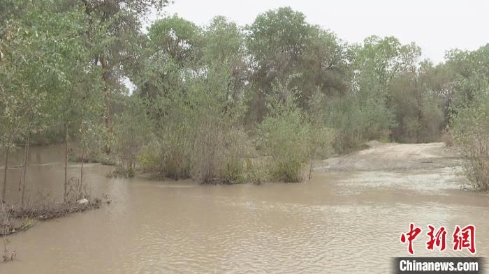 引洪灌溉 新疆南部42万余亩胡杨林“喝”上生态水