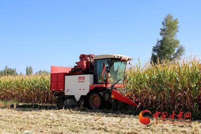 临泽|临泽新华镇:玉米丰收时农机唱主角