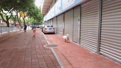 嘴套|厦门：犬只乘电梯不戴嘴套或罚2000元