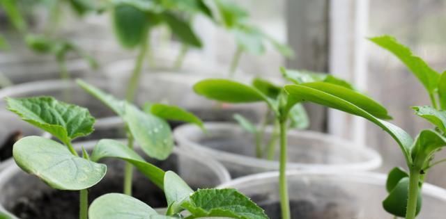 黄瓜|温室越冬黄瓜栽培技术,掌握分段管理经验,有效提高黄瓜的生长