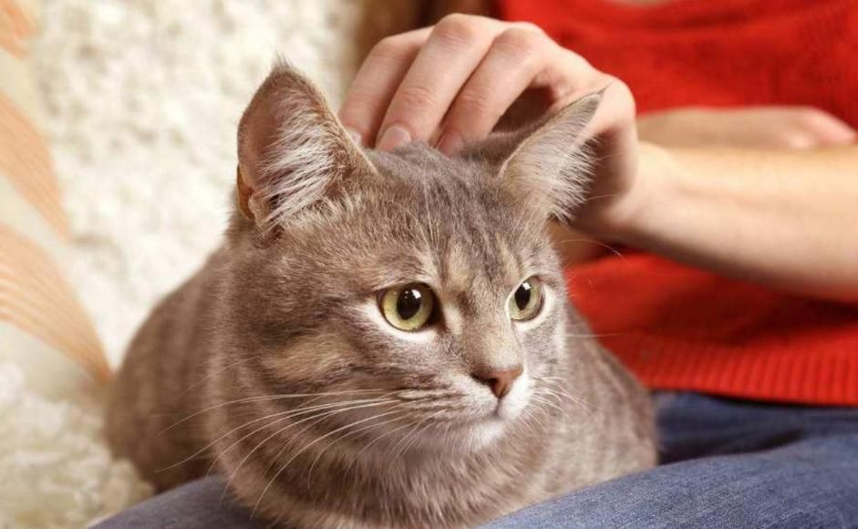 适合|8岁女孩大量掉发,医生提醒:这类人不适合撸猫撸狗