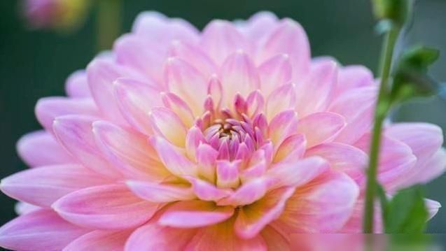 十二宫|如果你嫁给这三个黄道十二宫的男人,你是对的