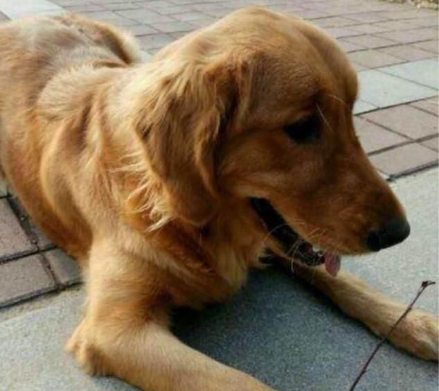  讨食|流浪狗准点上门讨食，网友将其收养回家后，喜获了一份意外大礼