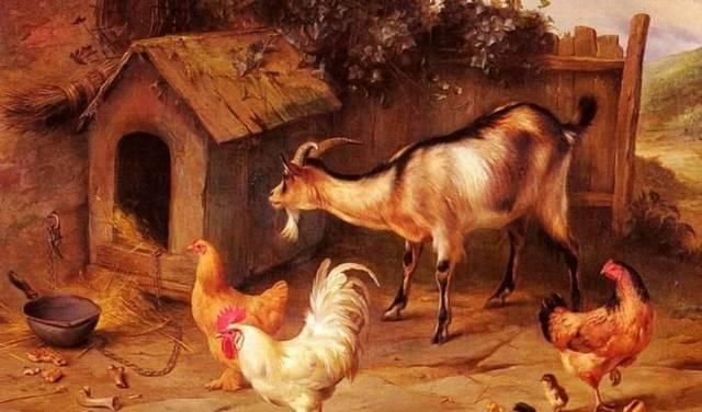  实话|俗话“男怕属鸡，女怕属羊”是什么意思？农村老人告诉大实话