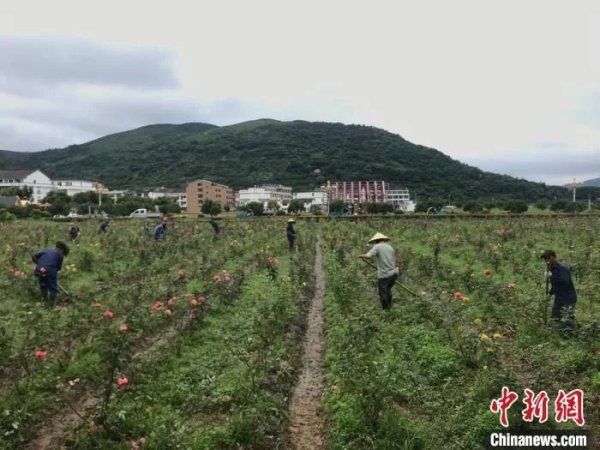 基层|基层之治“苍南经验”：“三驱并进”激活发展一池春水