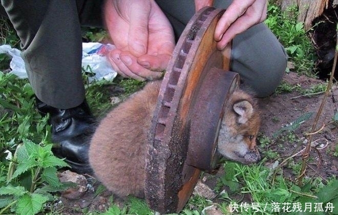  陷入|直击: 陷入各种“困境”的动物奇葩瞬间