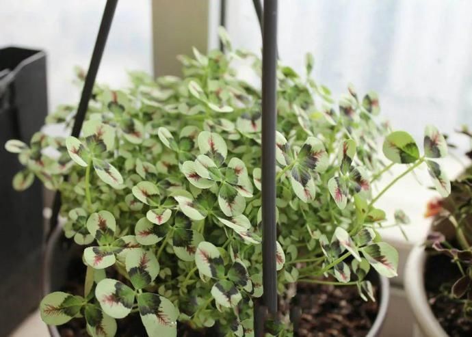 变异|这花被人工培育了，叶子变异后，可以这么美！