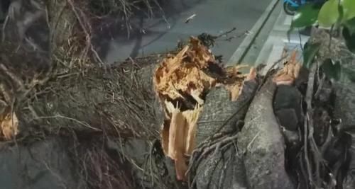  汽车|绿化树被刮倒，砸中两部汽车