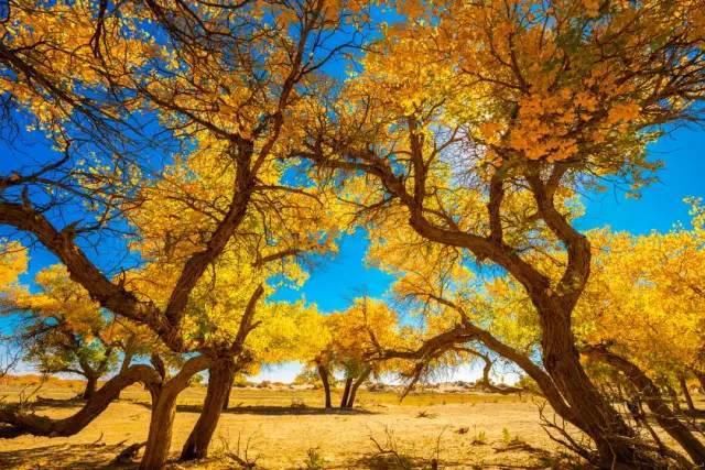 额济纳旗|【阅读】有一种心动,叫额济纳的秋天