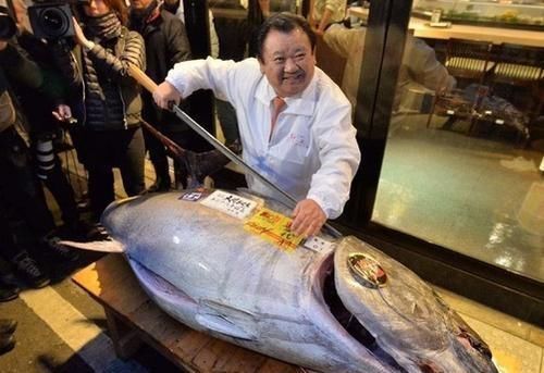 动物|日本人这种鱼比“黄金”还贵中国人天天能吃太令人眼红了