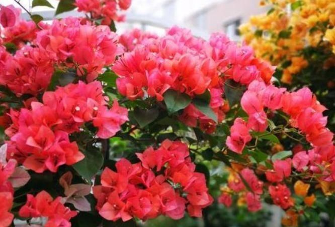  开花|3种花埋土里就活，迷人的花朵，开满整个花盆，快养起来吧！