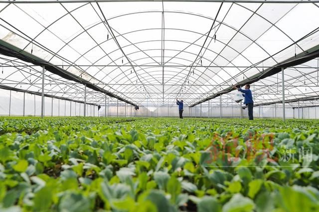  炽热|话说二十四节气 | 大暑：清心静气消暑纳凉 让我们一起经历生命最炽热的温度