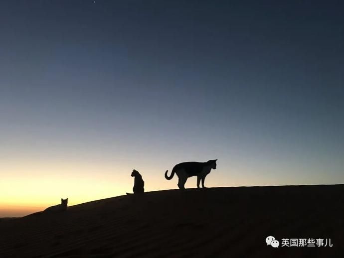  沙漠|霓虹妹子嫁到阿联酋，在5万平米的沙漠＂后院＂里养猫养骆驼?!