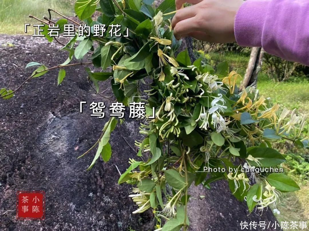 来自茶友灵魂的呐喊，你的岩茶是外山的，短泡袋和8克茶就是证据