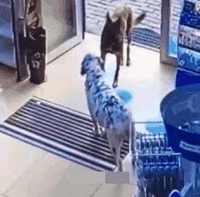 前爪受伤|受伤的狗狗自己跑到药店寻求帮助，在地上翻滚着感谢医生