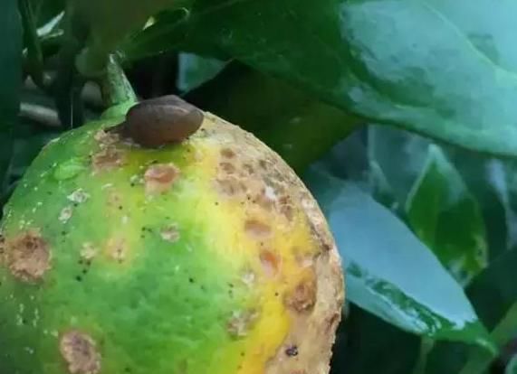 解决|多种病虫害可导致柑橘花皮果，一次讲明白！并附上详细解决措施