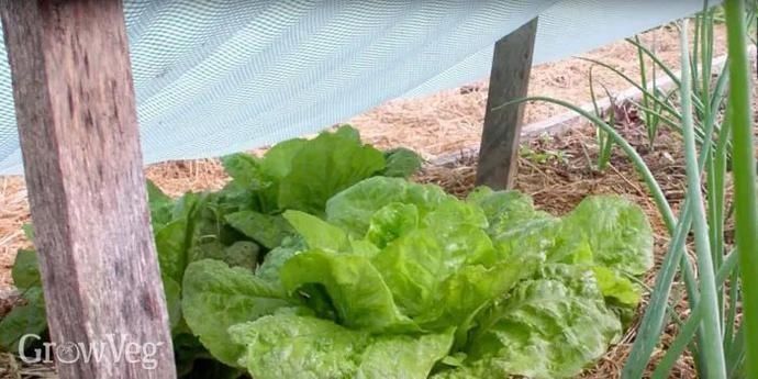 适合|冬天吃不起菜新西兰华人6月种菜攻略,适合新人上手