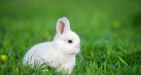 可爱|趣味测试：你觉得哪只兔子最可爱？测试你内心性格是什么样的