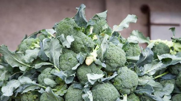  被誉为|被誉为“蔬菜皇冠”的西兰花，不能乱吃，4大禁忌还很多人不知